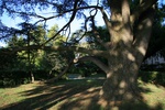 Castelfalfi - ancient tree