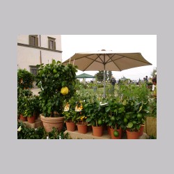 le_corti_2006_dsc04435.jpg