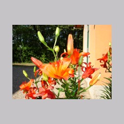 montenisa_fiori_dsc02025.jpg