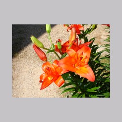 montenisa_fiori_dsc02026.jpg