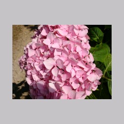 montenisa_fiori_dsc02027.jpg