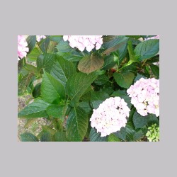 montenisa_fiori_dsc02028.jpg