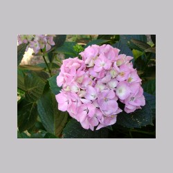 montenisa_fiori_dsc02029.jpg