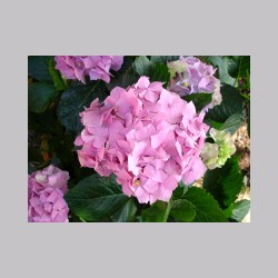 montenisa_fiori_dsc02030.jpg